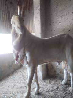 Pure Gulabi Breeder