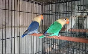 Albino, Blue, Move, Pastalino Parblue Split ino Breeder pair