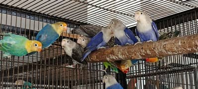 Blue, Move, Pastalino Split ino Breeder pair