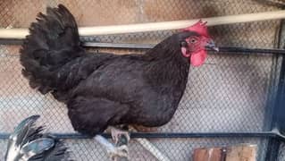 Australorp