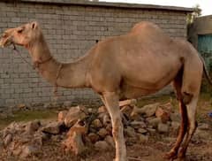 Camel