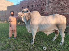 Bull.