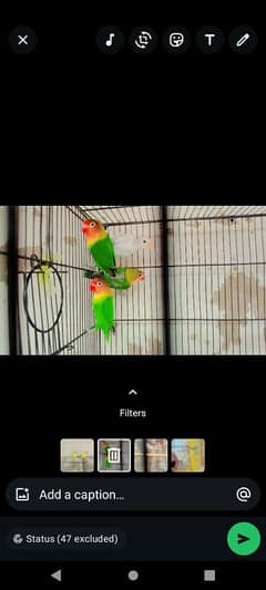 Love birds