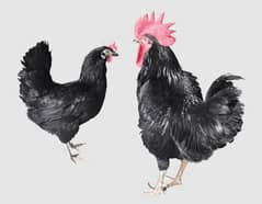 Lohman Black Hens