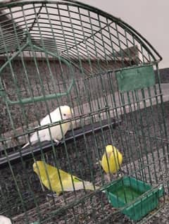 3 parrot with cage