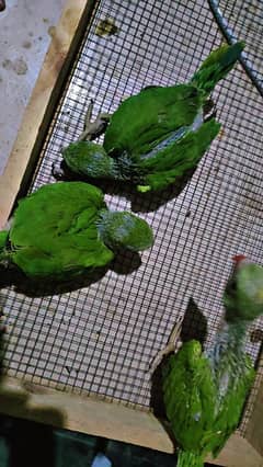 parrot