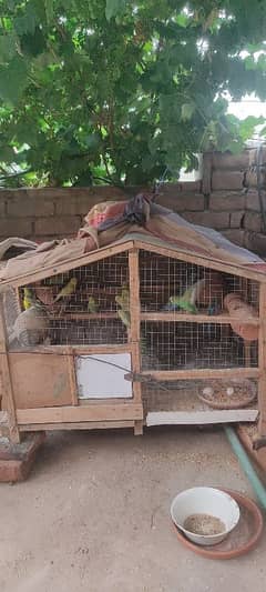 Australian Parrots Setup