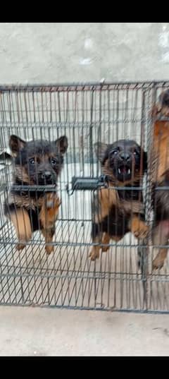 German puppy double cot