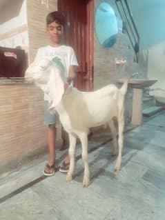 rajan