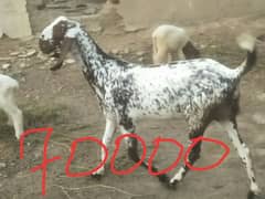 Qurbani ka 2 adad Bakra dastaayb han 0-3-0-4-9-6-2-7-4-3-2