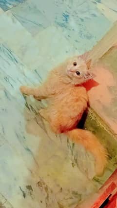 Persian Cat Male