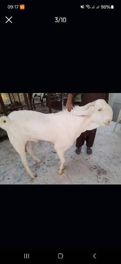 rajanpuri gulabi goat