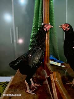 hen