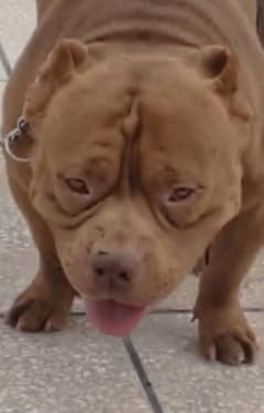 American bully adult male/ Pitbull/stud