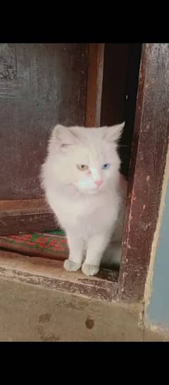 cat wite