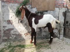 Qurbani