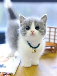 Persian  | Persian Cat | Punch Face Persian  WhatsApp0341*0*47*34*72*