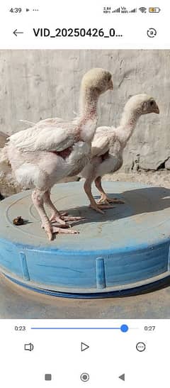 Heera