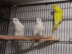Fancy Florida Isabel black face black breast finches