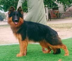 German shepherd proper long coat female 8 month age for sale