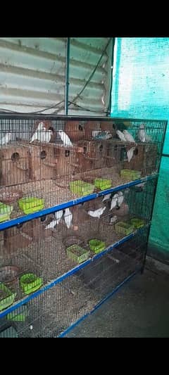 love bird breeder pairs & Cages for Sale
