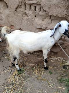 2goat for sale qurbani wale