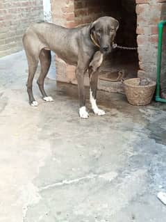 bully female for sale