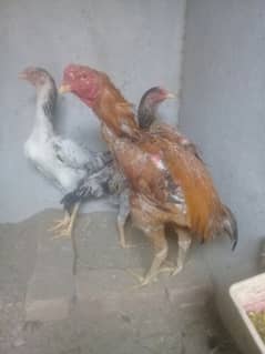 shamo aseel trio 1 male 2 females egg laying