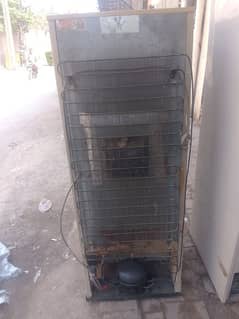 pel coll Kamal ha