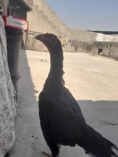 aseel murgi breeder