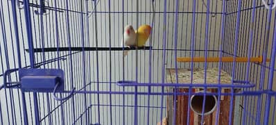 very healthy pair red eyes