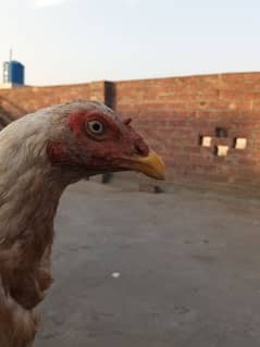 sindhi