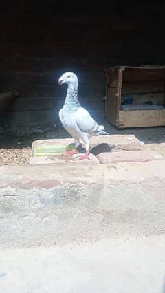 7 month old pure German grazer  male