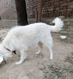 Russion female healthy and active