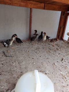 Beautiful Chicks