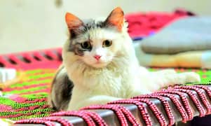 very playful cat triple coated Persian cat