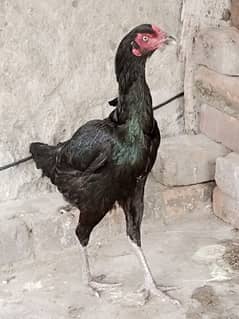 Black aseel exchange possible with chicks