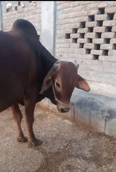Mashallah Donda Bachra for qurbani 2025