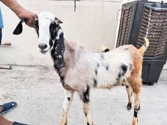 Print Bakra | Full active | Khasi Bakra