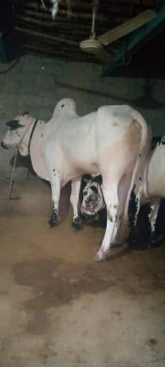 Bulls for sale heavy and beautifull Fatehjangi 03125173572