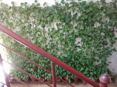 money plant all sell
