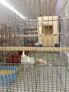 cockatiel breeder pair