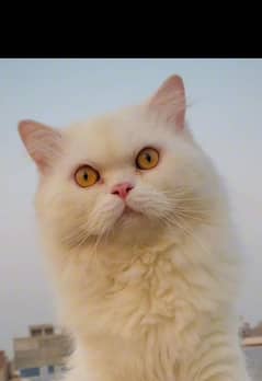 High Quality Cat  Extreme punch face Litter train 1 year