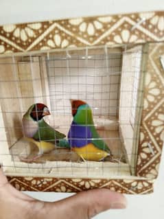 golden finch pair for sale
