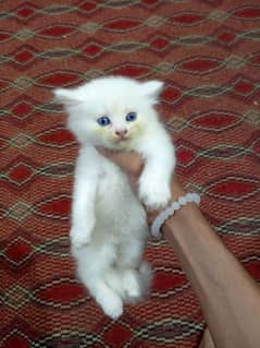 Persian kitten