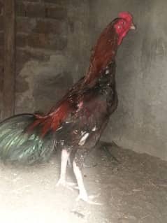 shamo