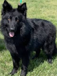 Pedigree German shepherd long coated puppies available for sale
