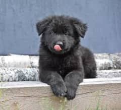 Black German shepherd puppies available for sale