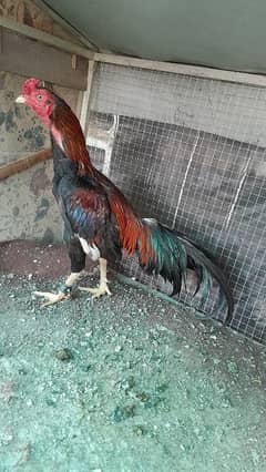 aseel murga