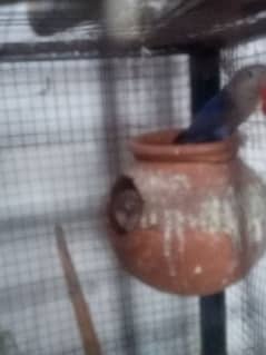 love bird pair for sell 03215412925